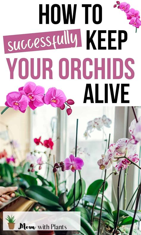 good morning orchid|Beginners Guide to Orchid Care: Tips You Need to。